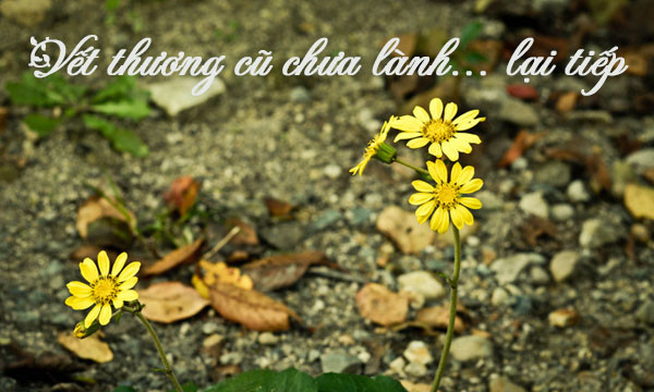 Vết thương cũ chưa lành… lại tiếp